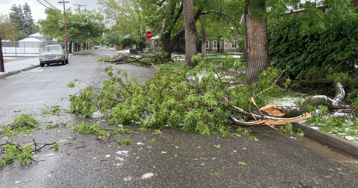 Free Drop Off Tree Branches Near Me Free Drop Off Tree Branches Near Me